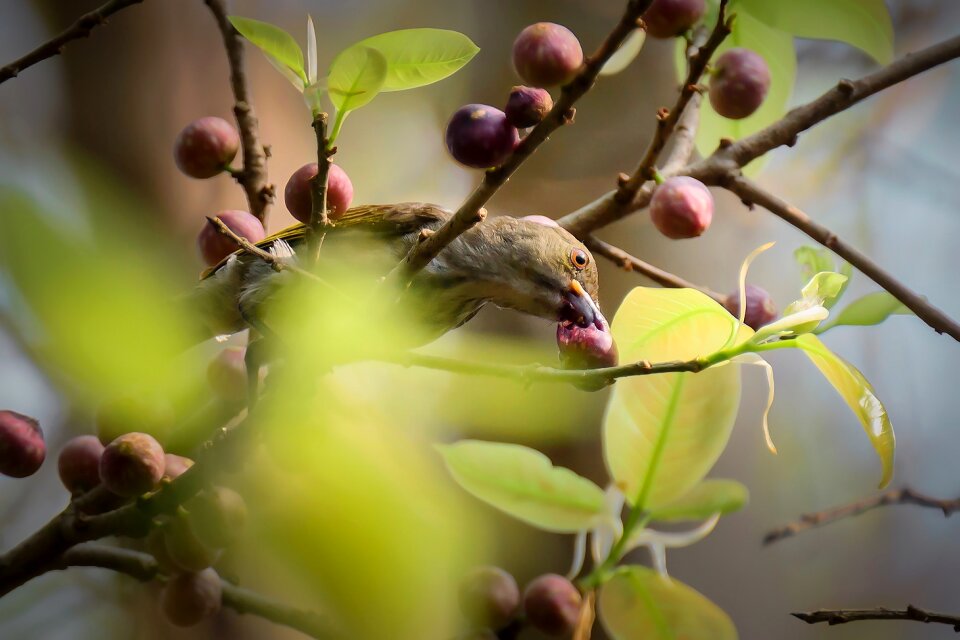 Birds eye fruit