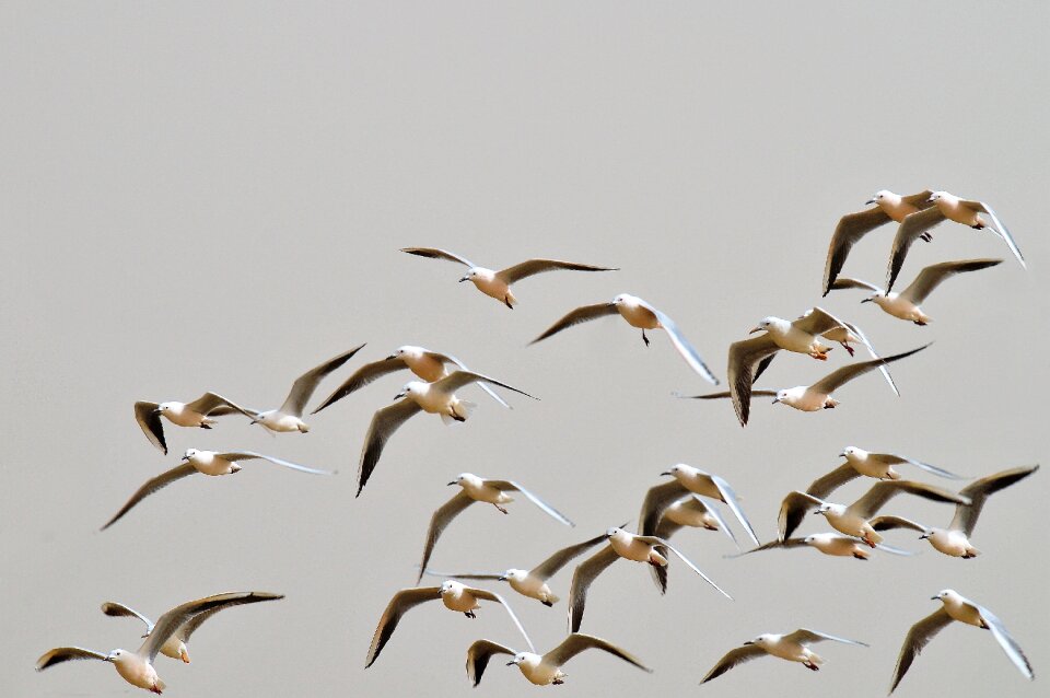 Wings sea bird