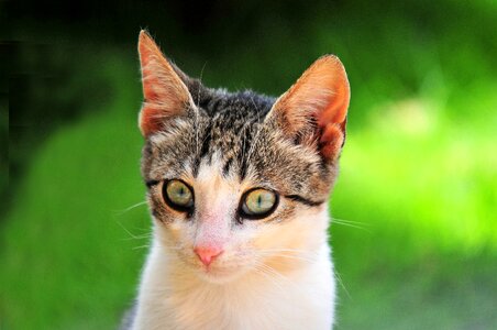 Portrait whiskers head