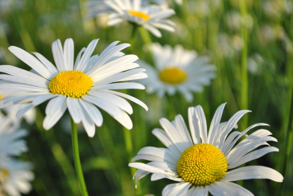Nature white flower flower garden