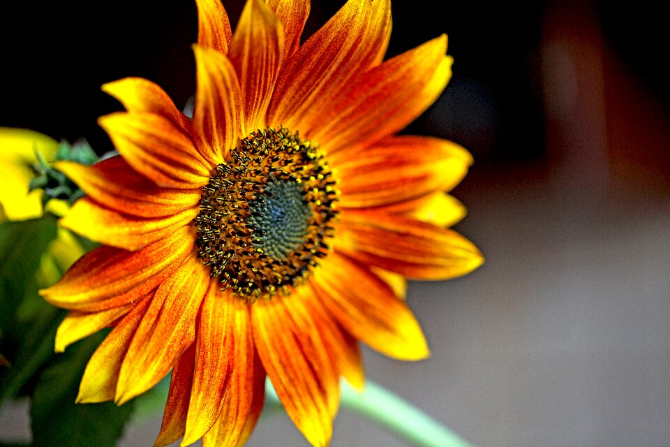 Flowering sunny the petals