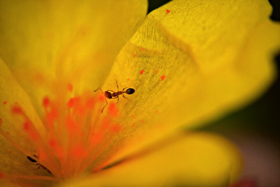 Macro insect arthopod