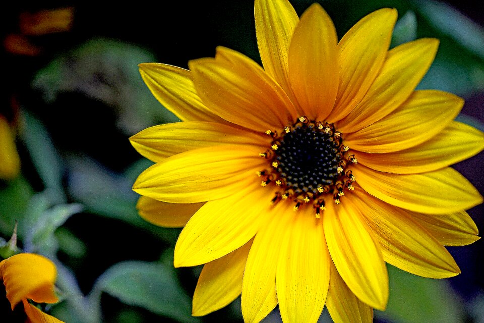 Flowering sunny the petals