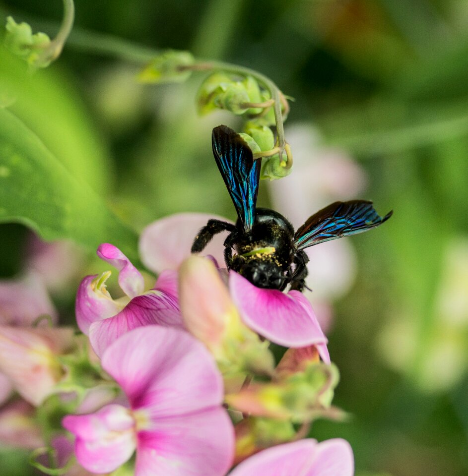 Insect blossom bloom