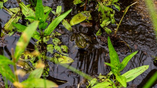 Nature waters aquatic animal