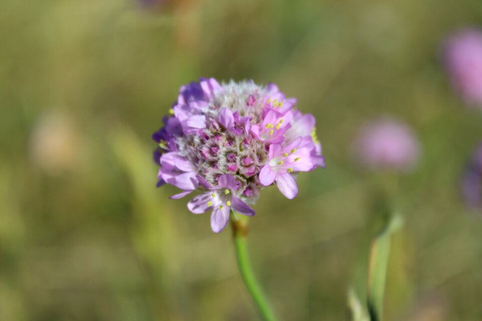 Plant summer spice photo