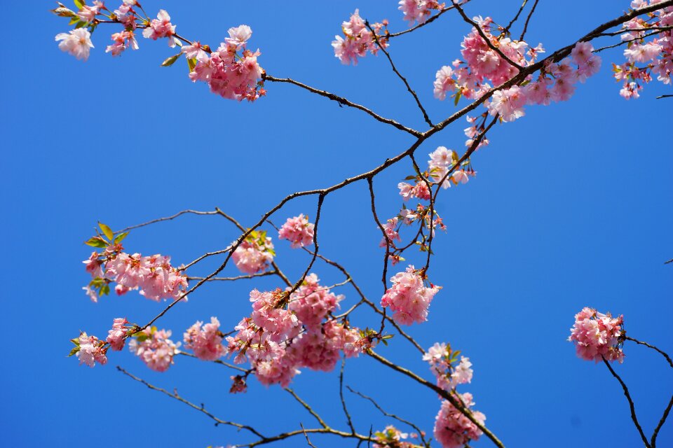 Japanese cherry blossom branches blossom photo