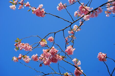 Japanese cherry blossom branches blossom