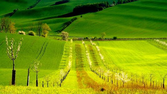 Spring green trees