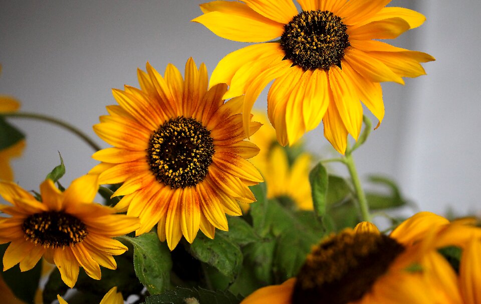 Flowering sunny the petals