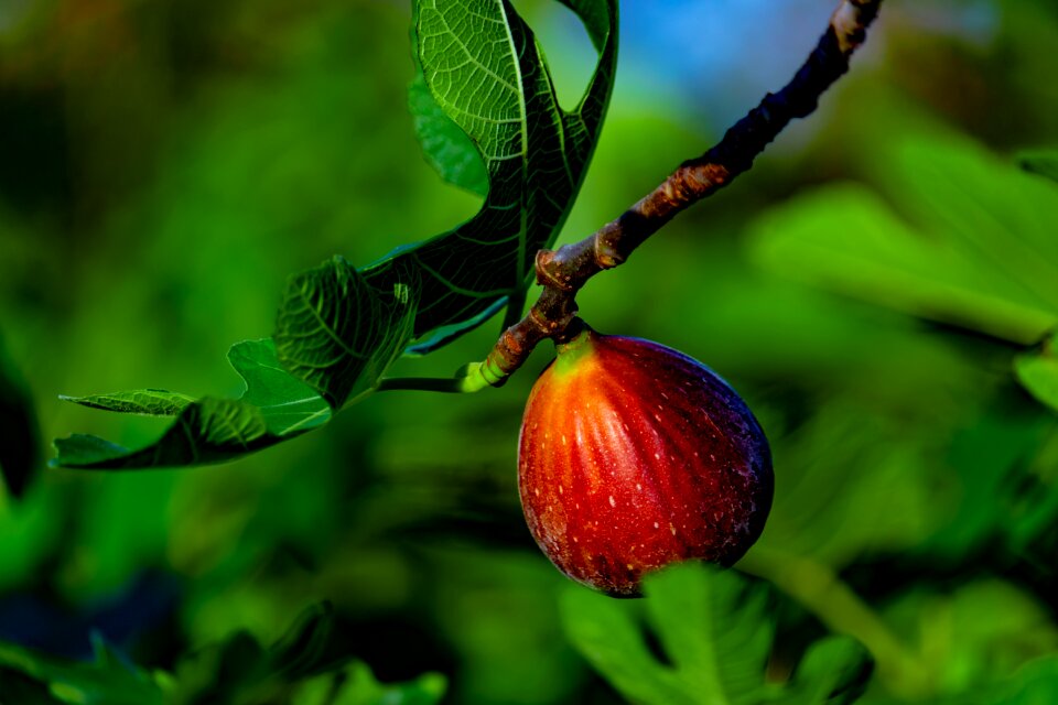 Sweet nature healthy