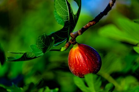 Sweet nature healthy
