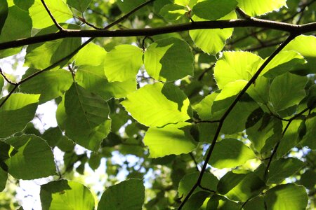 Wood natural forest photo