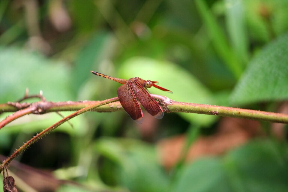 Insect wing nature