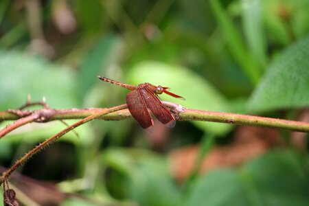 Insect wing nature photo