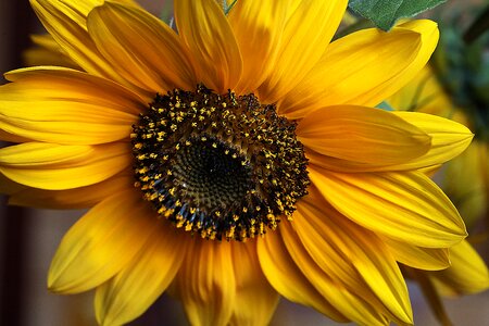 Flowering sunny the petals photo