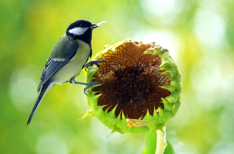 Feed small bird songbird