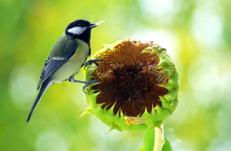 Feed small bird songbird photo
