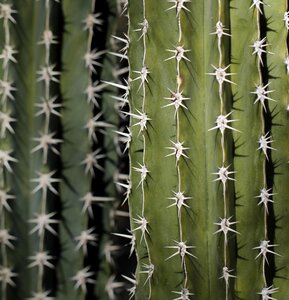 Prickly cacti arid