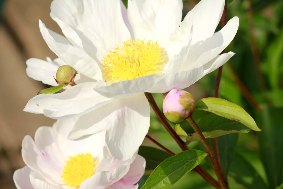 Flowers white close up photo