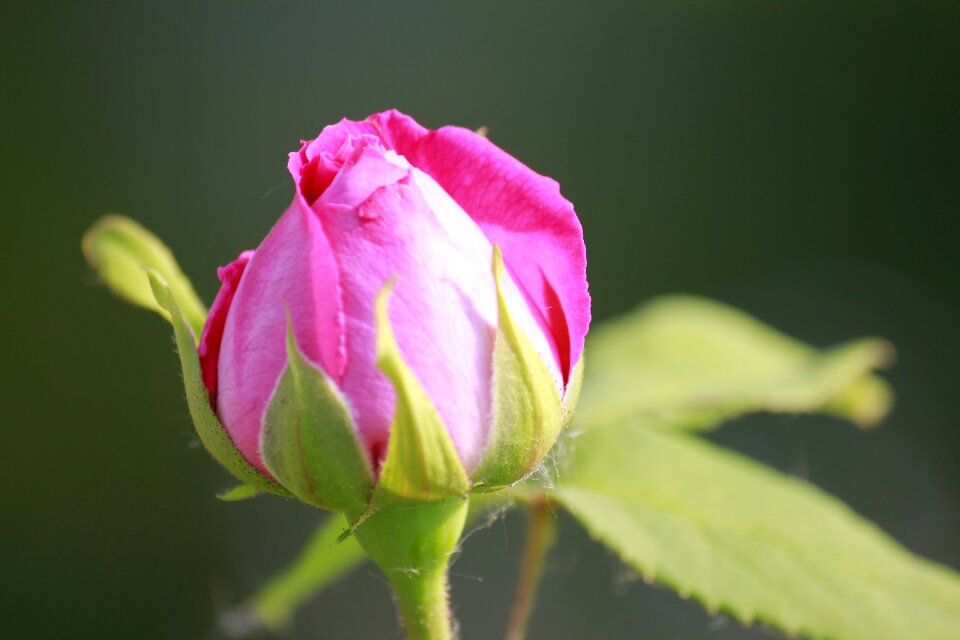 Rose bud pink