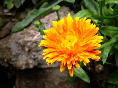 Flower plants garden