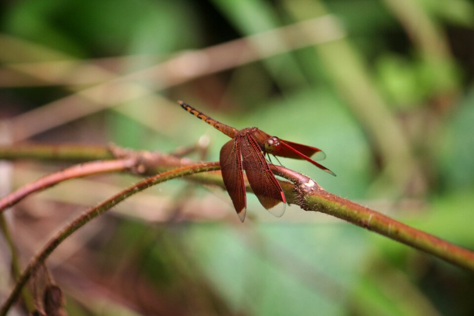 Nature insects plants