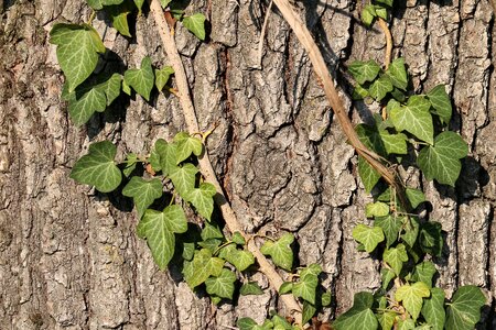 Nature pattern structure