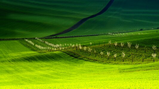 Spring green trees