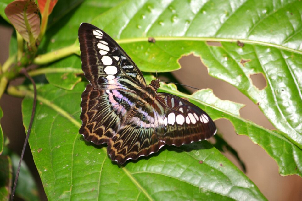Insect nature tropical