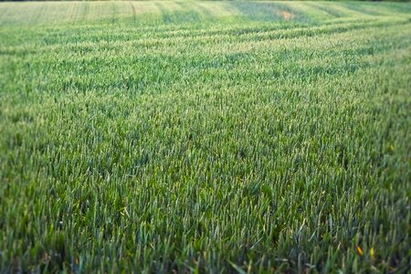 Wheat field crops food