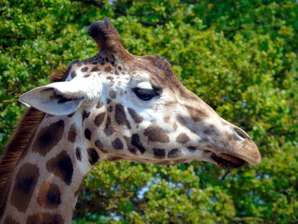 Zoo wildlife nature