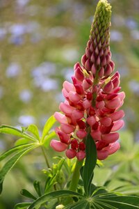 Lupine pink close photo