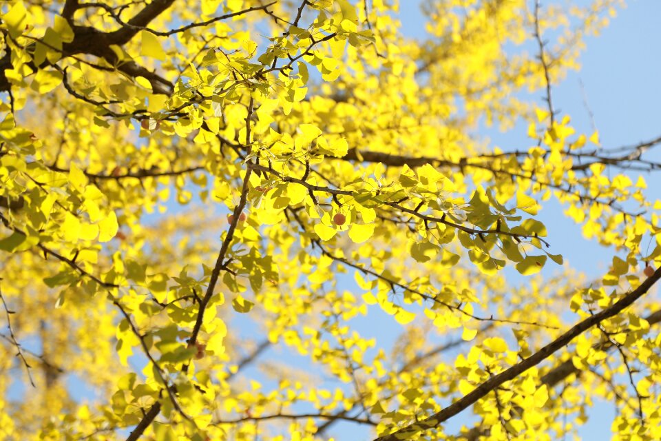 Wood golden plants