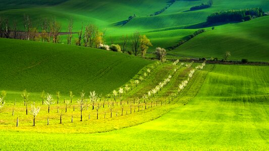 Spring trees green
