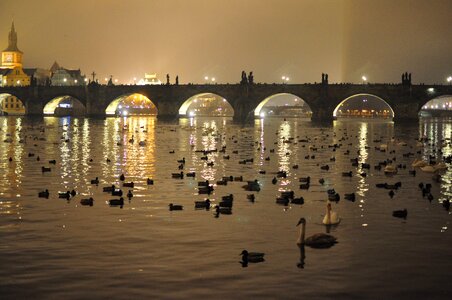 River night ducks