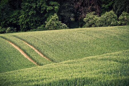 Nature wheat field crops photo