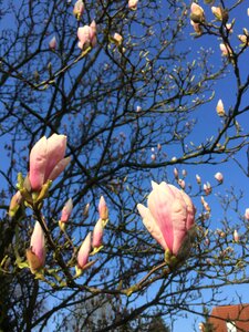 Flowers garden magnolia blossom photo
