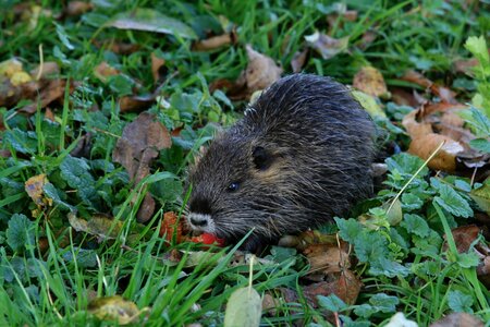 Rodent nager foraging