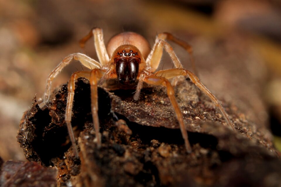 Spider arachnid nature