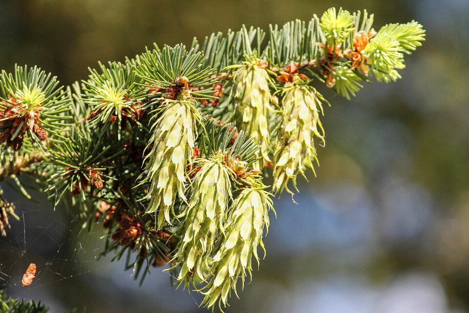 Green spruce tap photo