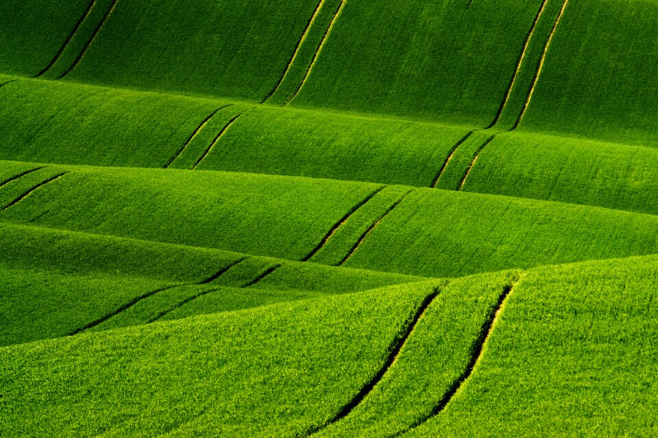 Green field plants