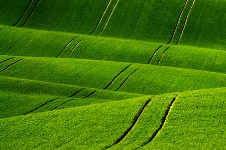 Green field plants