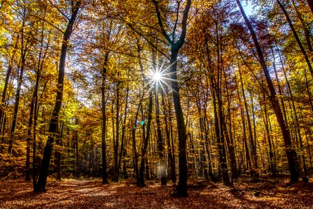 Backlighting dazzling star tree photo