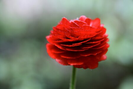 Ranunculus flower petals