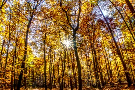 Backlighting dazzling star tree photo