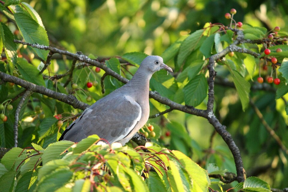 Sitting branch tree photo