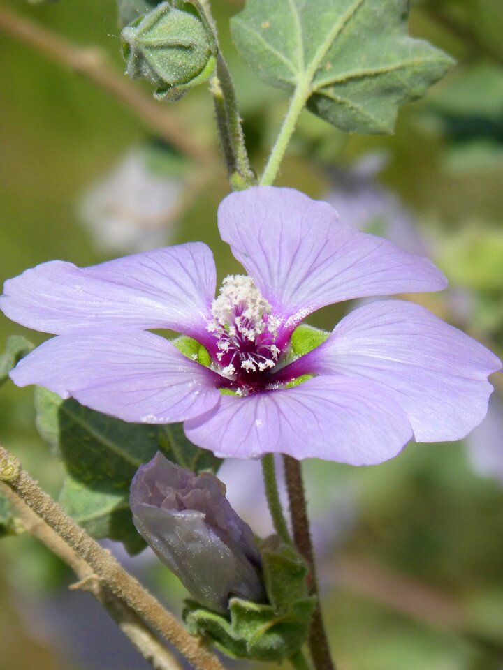 Flower plant nature