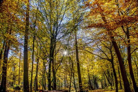 Backlighting dazzling star tree photo