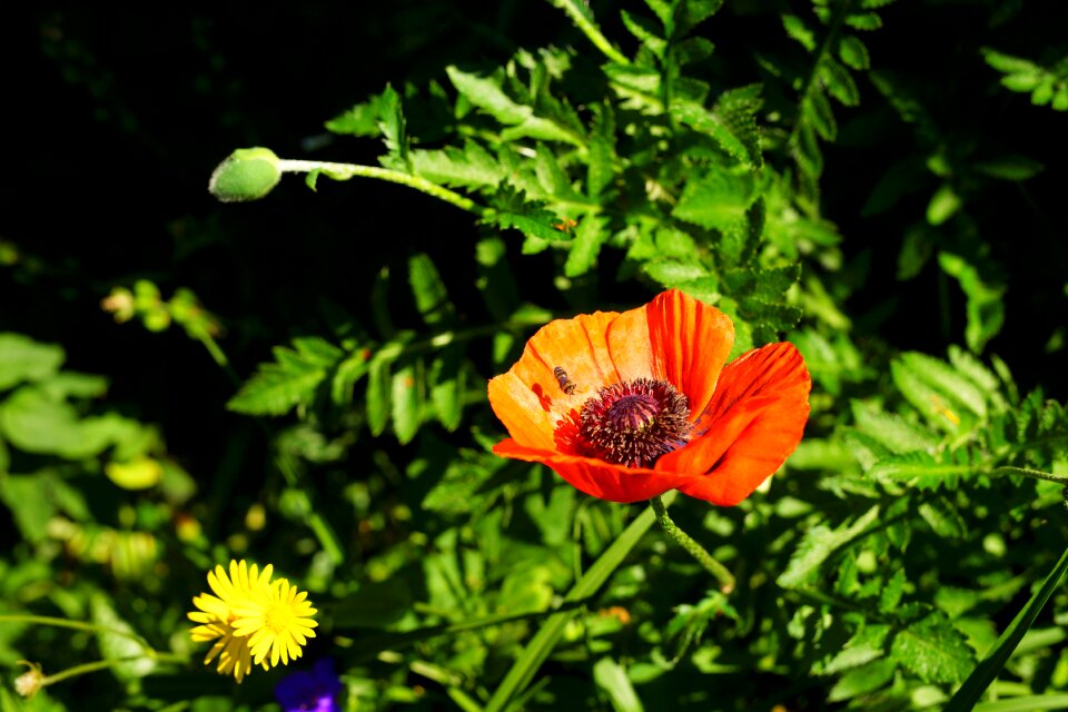 Red flower summer